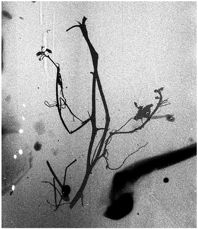 scatto analogico 3
